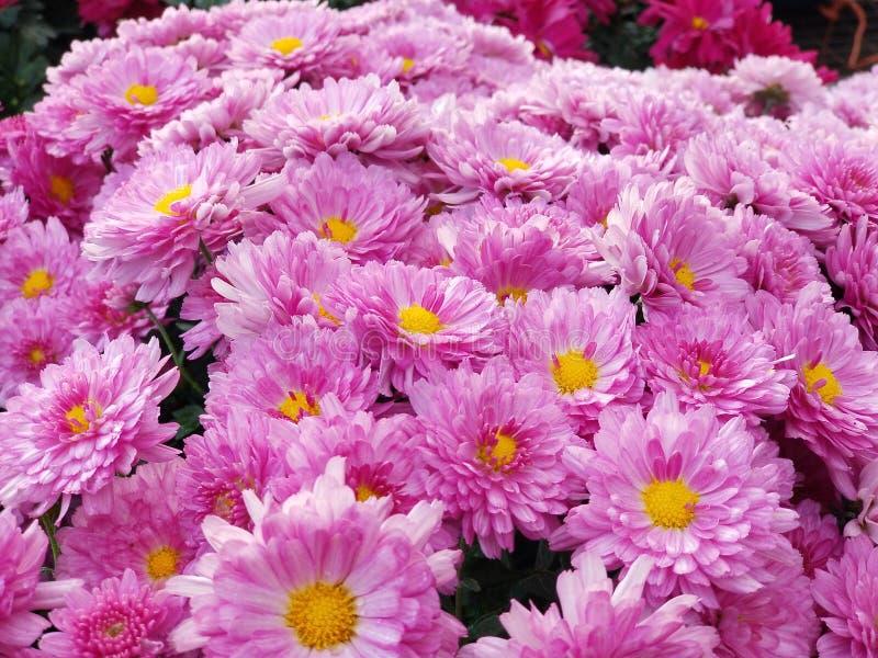 Mum Pink Misty Lilac Pink - View 13 from www redcrocus com