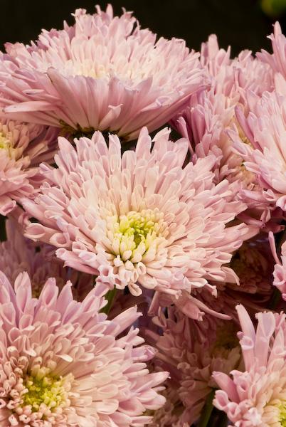 Mum Pink Misty Lilac Pink - View 16 from www redcrocus com