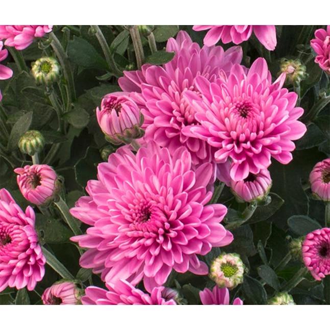 Mum Pink Misty Lilac Pink - View 18 from www redcrocus com