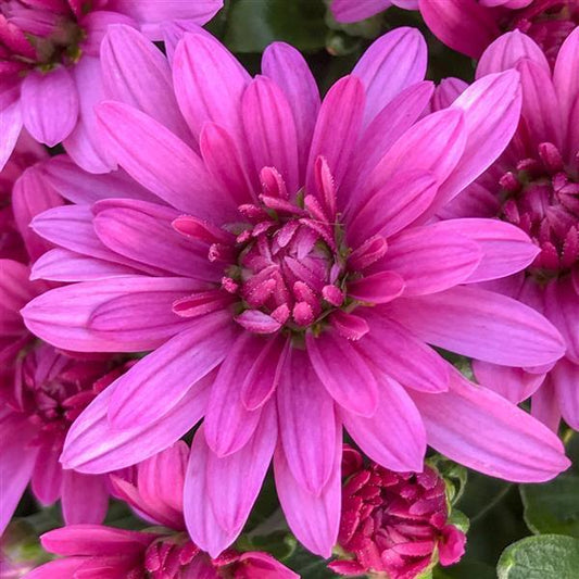 Mum Pink Misty Lilac Pink - View 1 from www redcrocus com