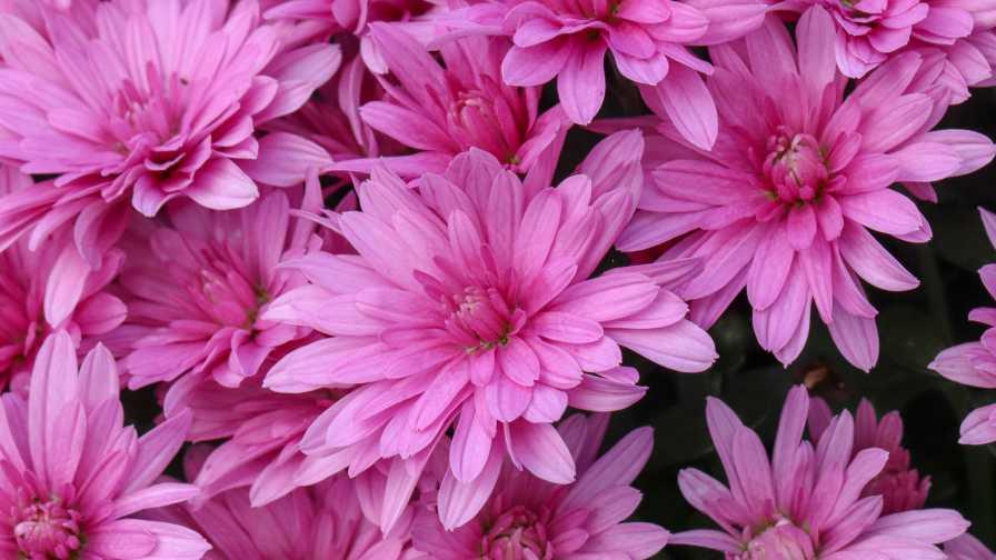 Mum Pink Misty Lilac Pink - View 3 from www redcrocus com