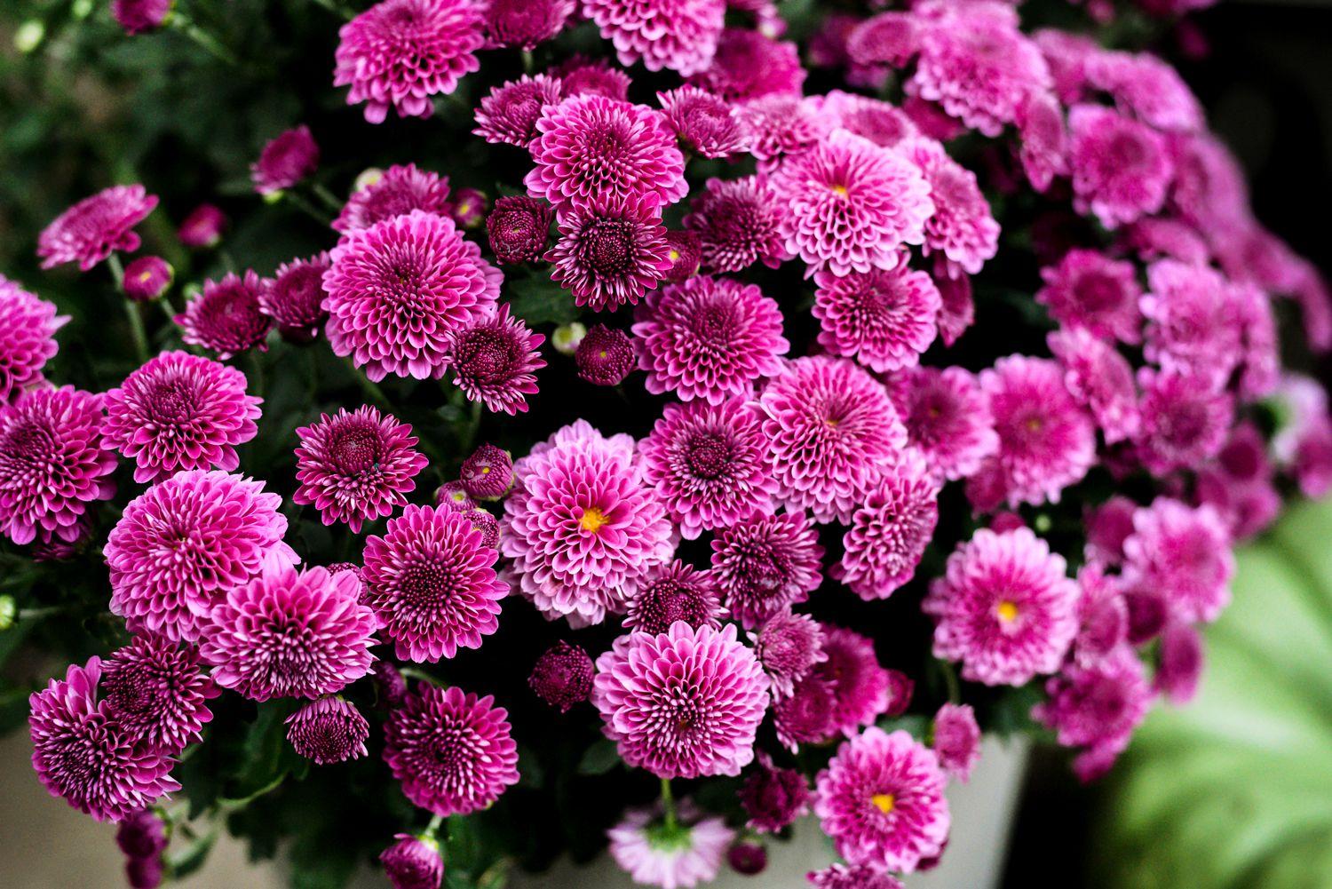 Mum Pink Misty Lilac Pink - View 5 from www redcrocus com