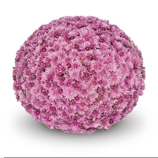 Mum Pink Cipriani Pink - View 1 from www redcrocus com