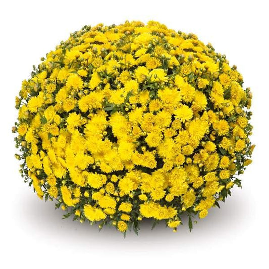 Mum Yellow Venos Yellow - View 1 from www redcrocus com