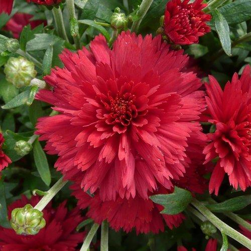 Mum Red Cranbury Red - View 4 from www redcrocus com