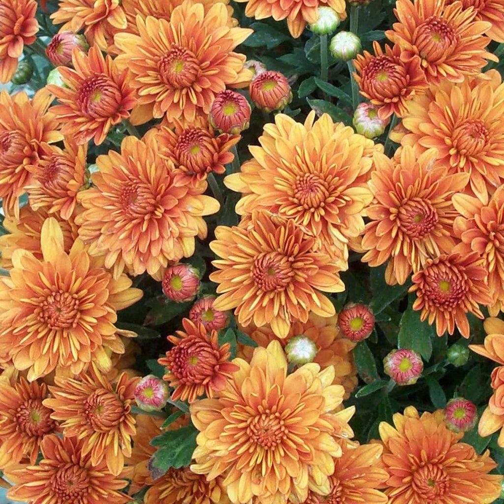 Mum Orange Kickin Spicy Orange - View 10 from www redcrocus com