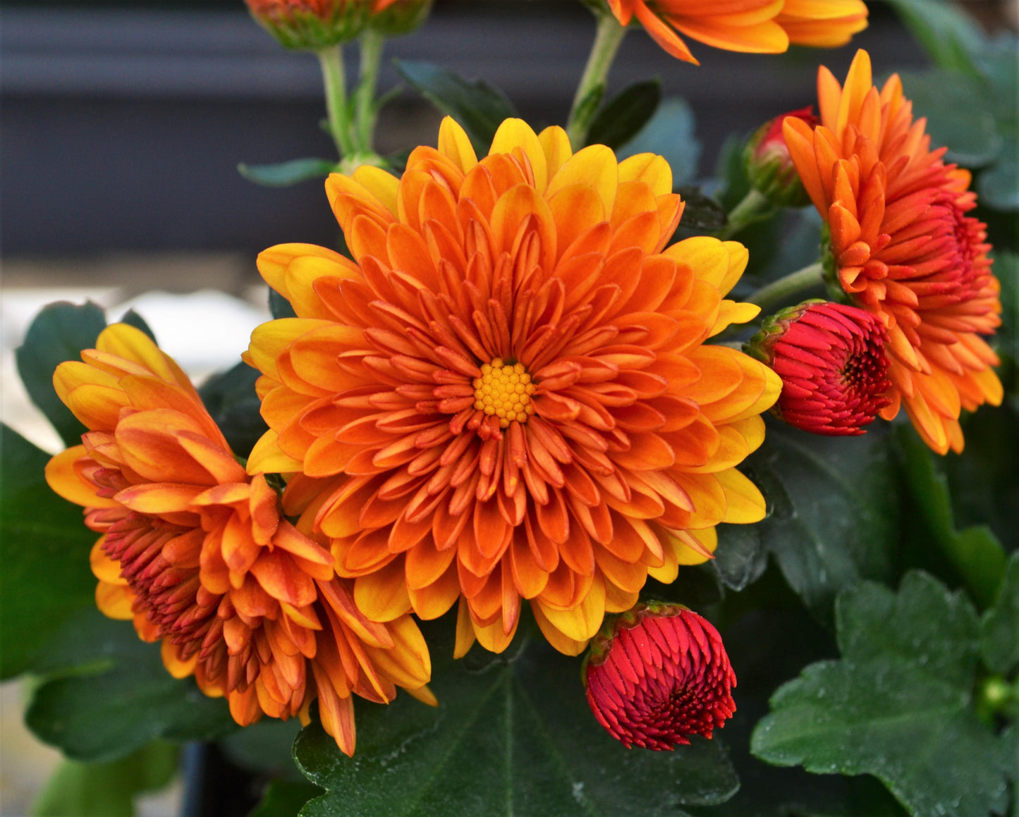 Mum Orange Kickin Spicy Orange - View 5 from www redcrocus com