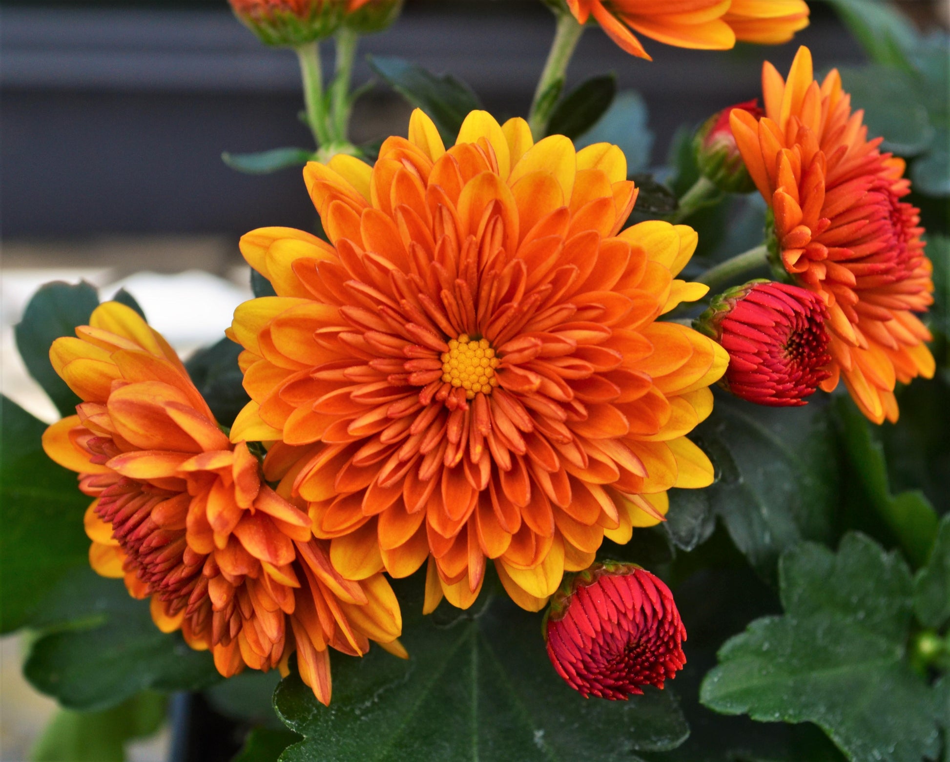 Mum Orange Kickin Spicy Orange - View 5 from www redcrocus com