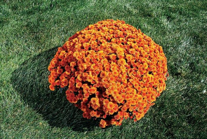 Mum Orange Kickin Spicy Orange - View 6 from www redcrocus com