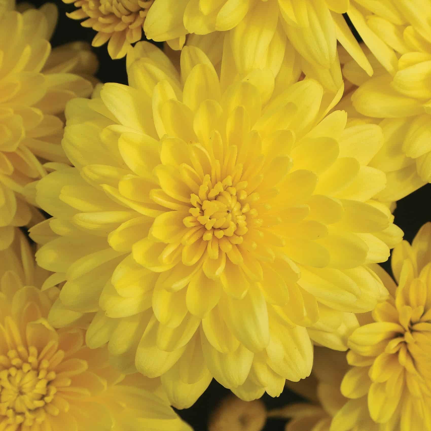 Mum Yellow Tanya Yellow - View 18 from www redcrocus com