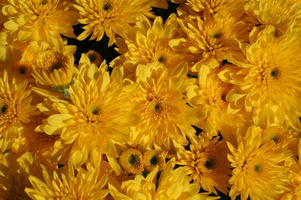 Mum Yellow Tanya Yellow - View 4 from www redcrocus com