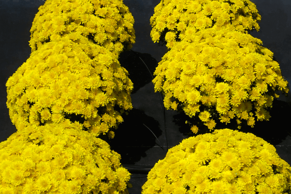 Mum Yellow Tanya Yellow - View 5 from www redcrocus com