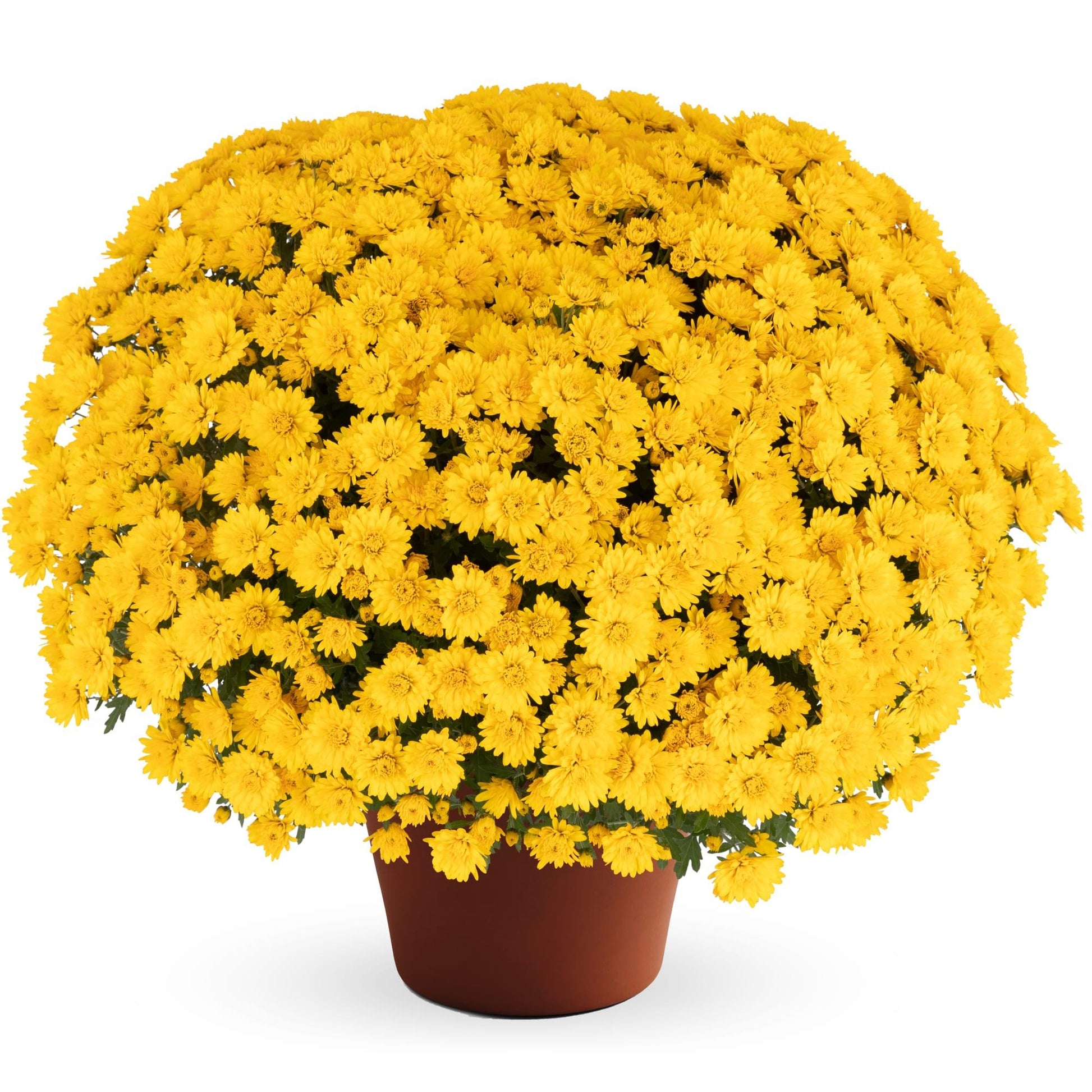 Mum Yellow Tanya Yellow - View 6 from www redcrocus com