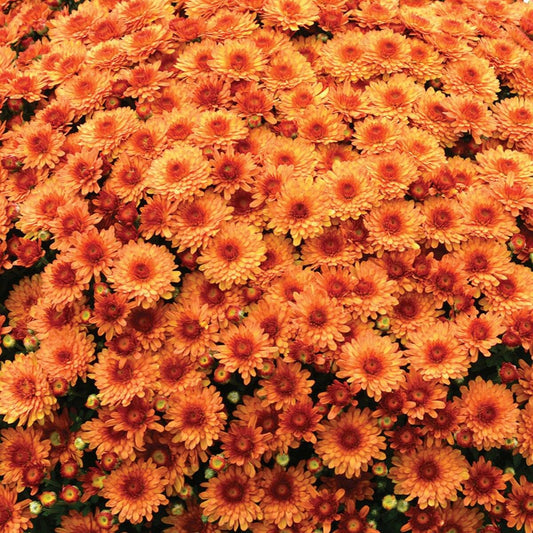 Mum Orange Beverly Orange - View 1 from www redcrocus com
