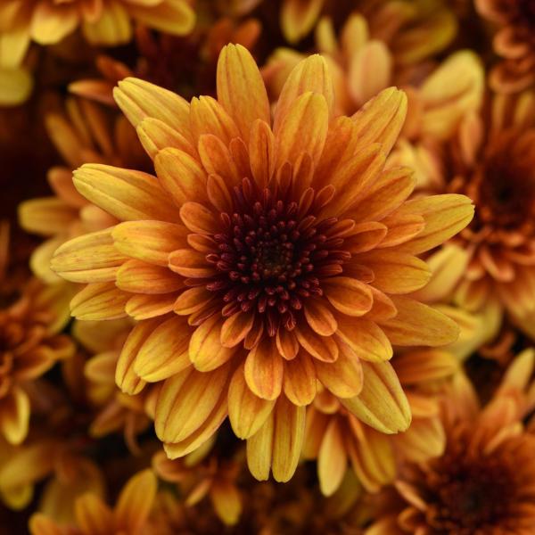 Mum Orange Beverly Orange - View 4 from www redcrocus com