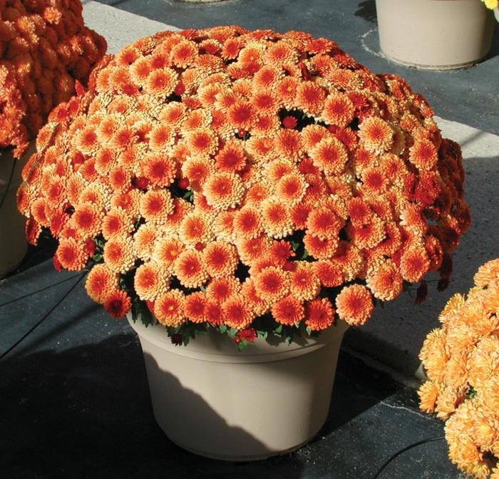 Mum Orange Beverly Orange - View 7 from www redcrocus com