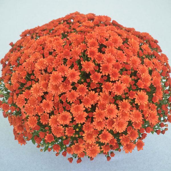 Mum Orange Beverly Orange - View 8 from www redcrocus com