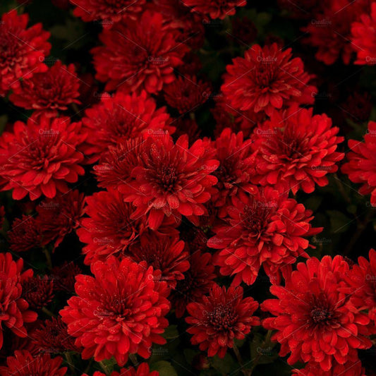 Mum Red Cynthia Scarlet - View 1 from www redcrocus com