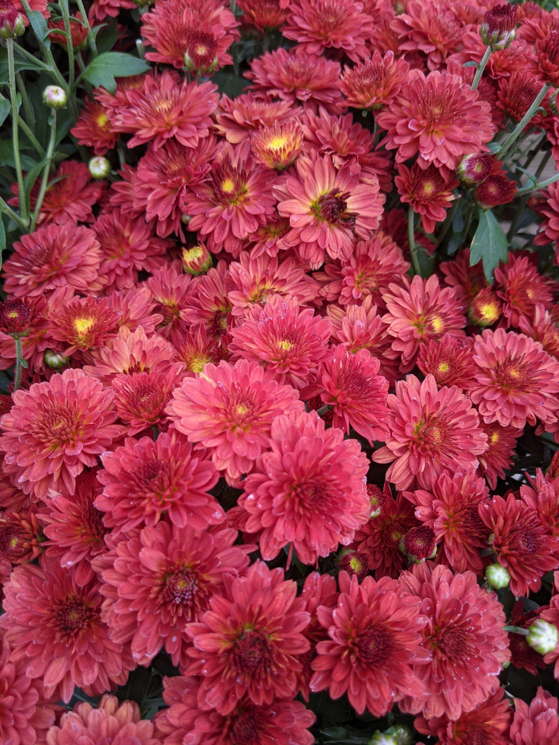 Mum Red Cynthia Scarlet - View 4 from www redcrocus com