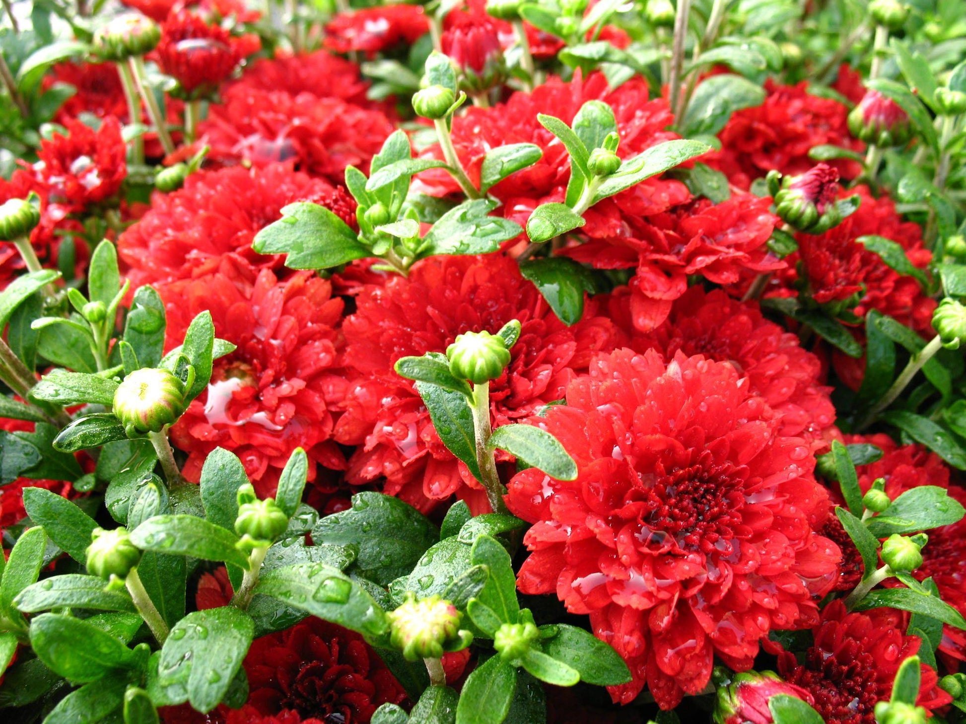 Mum Red Cynthia Scarlet - View 5 from www redcrocus com