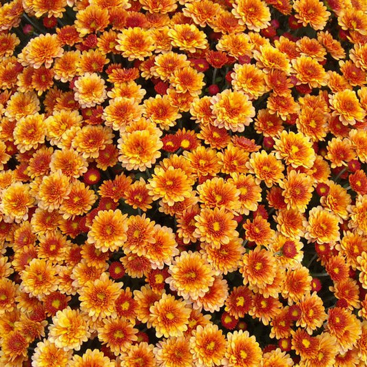 Mum Orange Fire Halo Orange - View 15 from www redcrocus com