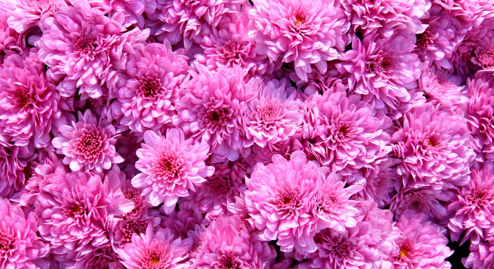 Mum Purple Gypsy Rose Purple - View 10 from www redcrocus com