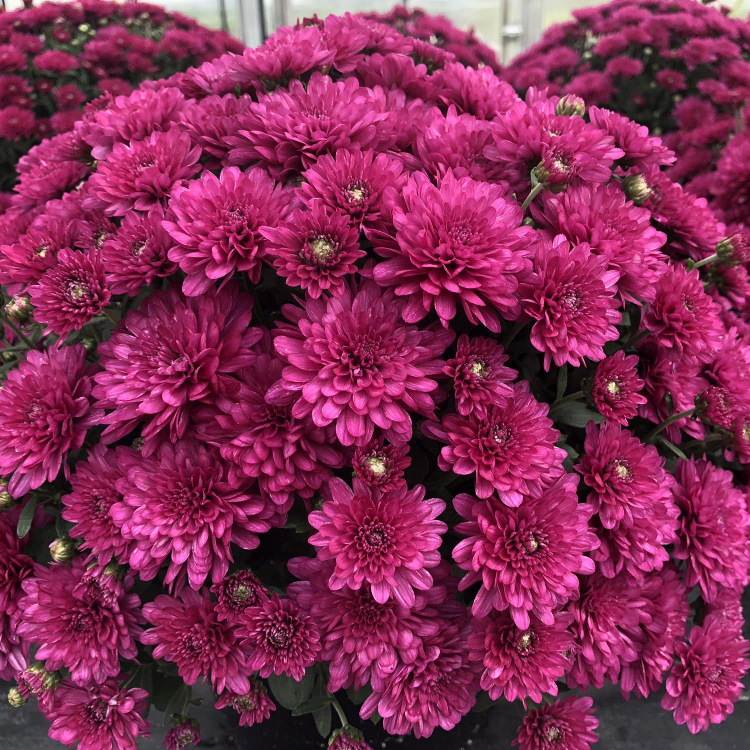 Mum Purple Gypsy Rose Purple - View 5 from www redcrocus com