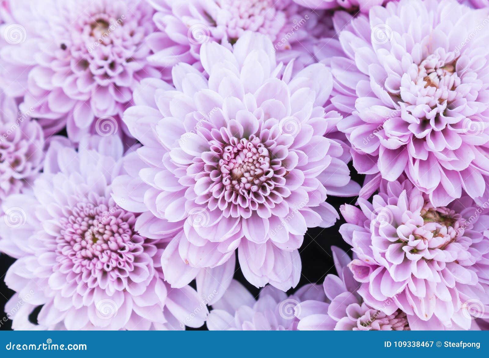 Mum Purple Prism Purple - View 9 from www redcrocus com