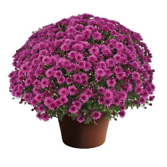 Mum Pink Veronica Dark Pink - View 1 from www redcrocus com