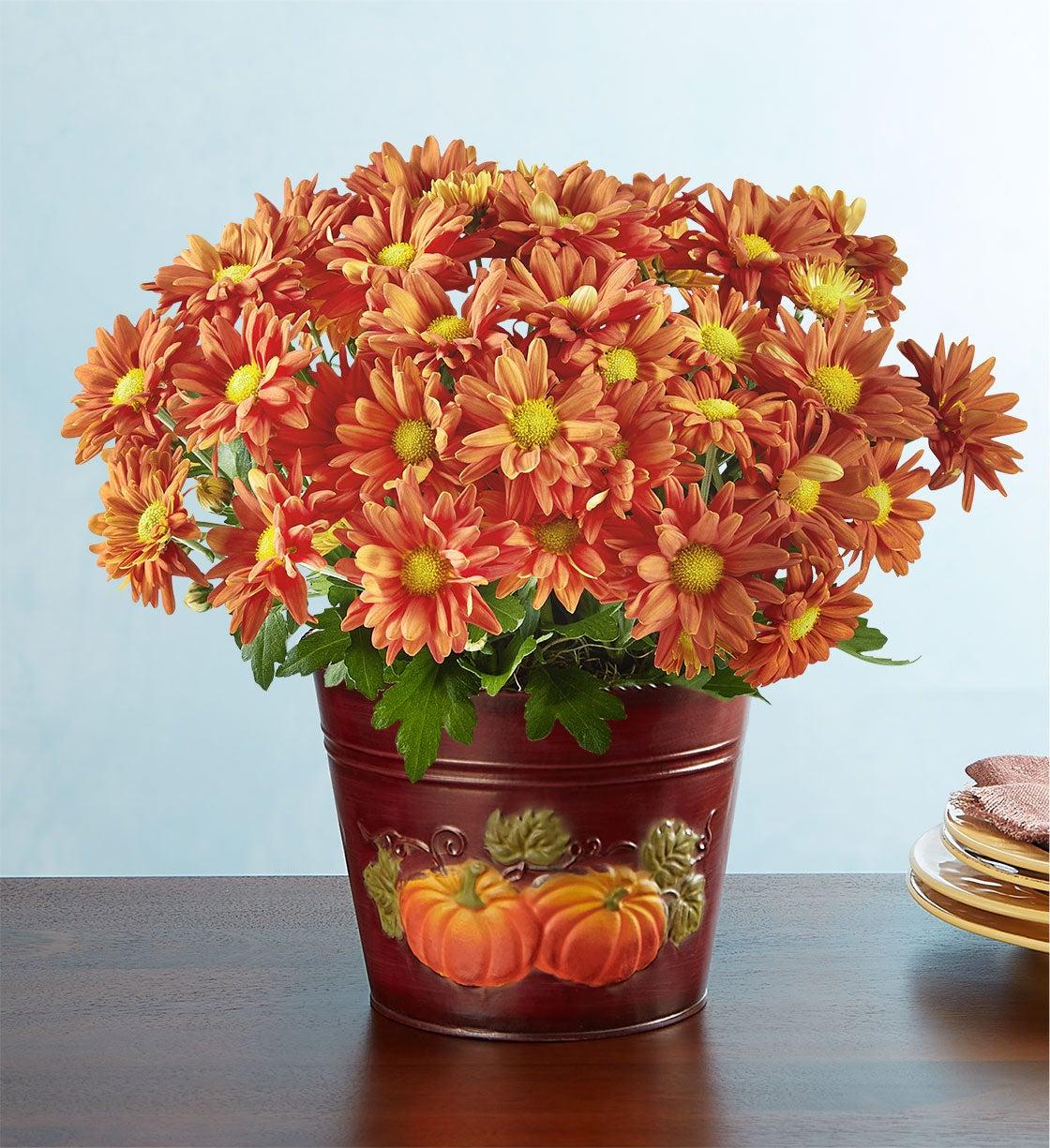 Mum Orange Pamela Orange - View 11 from www redcrocus com
