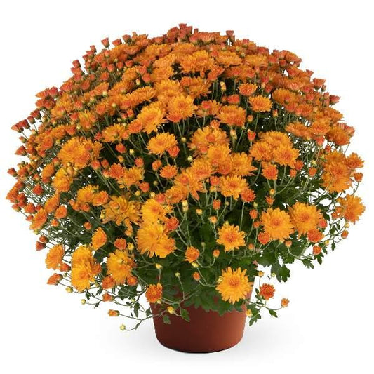 Mum Orange Pamela Orange - View 1 from www redcrocus com