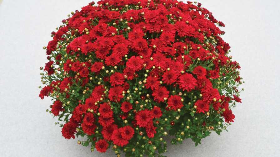 Mum Mix Morgana Mix Red White Yellow - View 14 from www redcrocus com