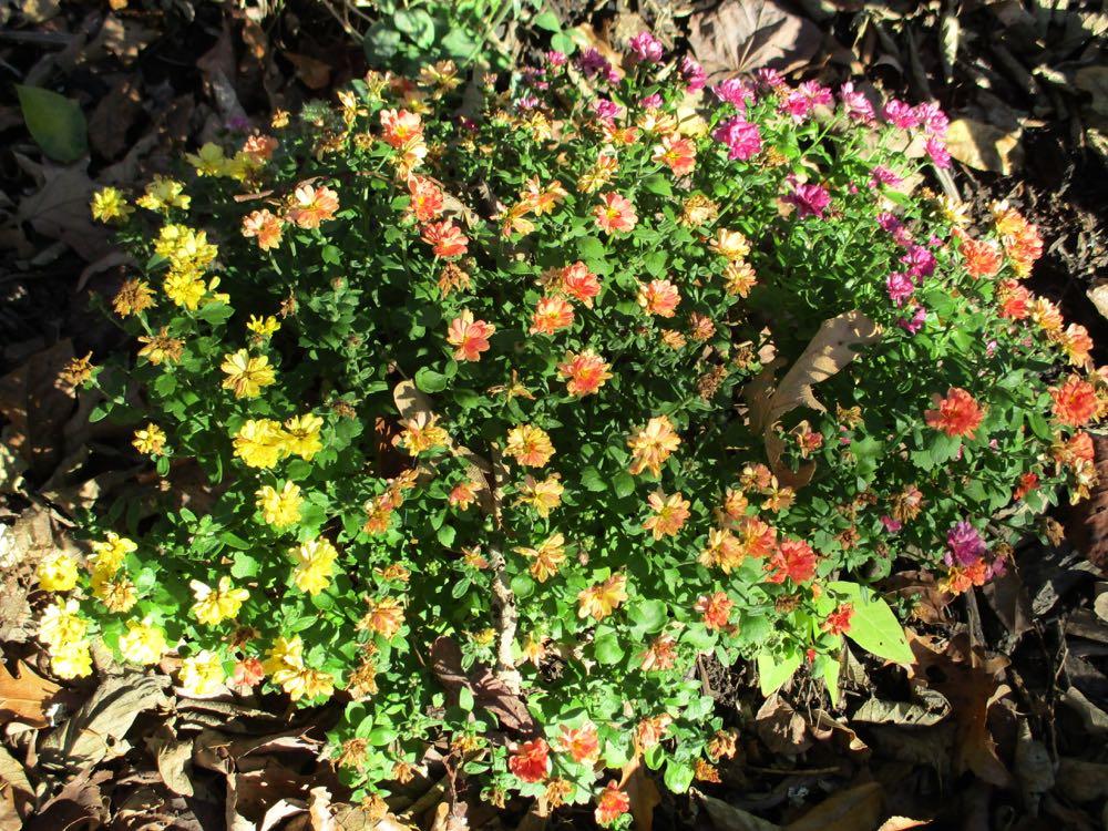 Mum Mix Pamela Mix Orange Pink Yellow - View 11 from www redcrocus com