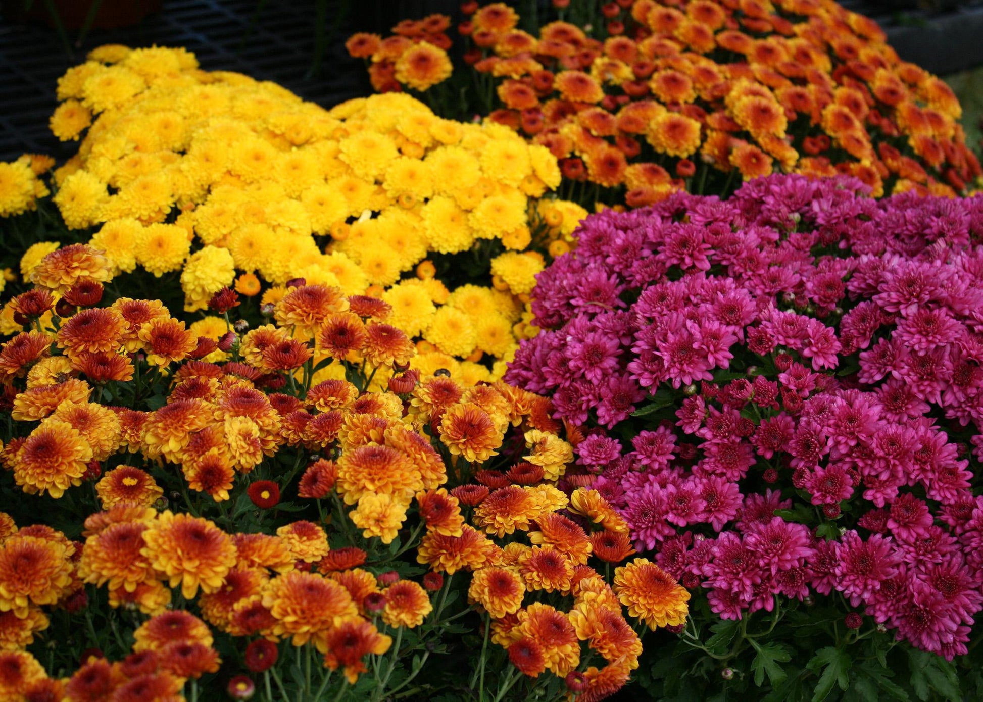 Mum Mix Pamela Mix Orange Pink Yellow - View 17 from www redcrocus com