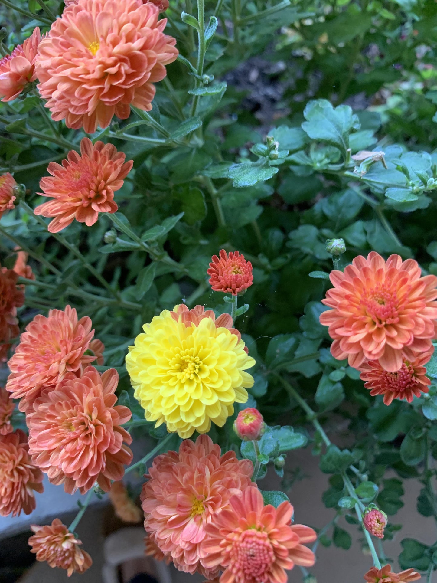 Mum Mix Pamela Mix Orange Pink Yellow - View 2 from www redcrocus com
