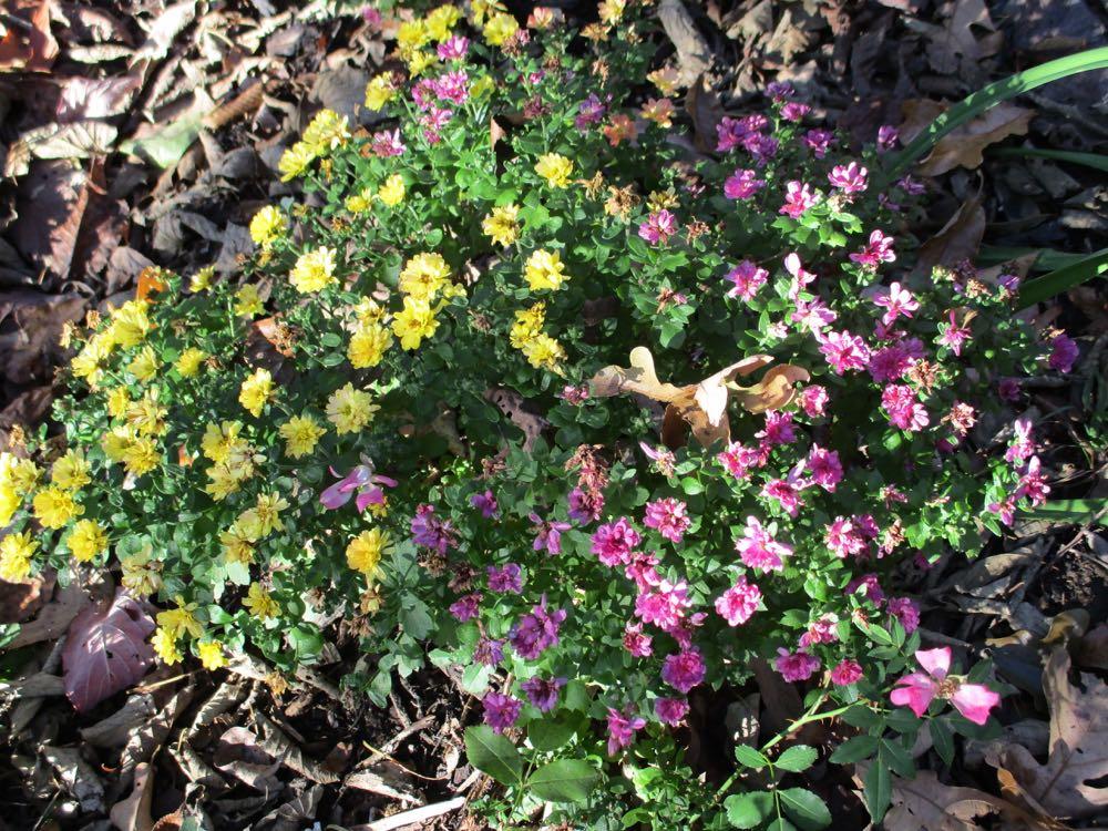 Mum Mix Pamela Mix Orange Pink Yellow - View 5 from www redcrocus com