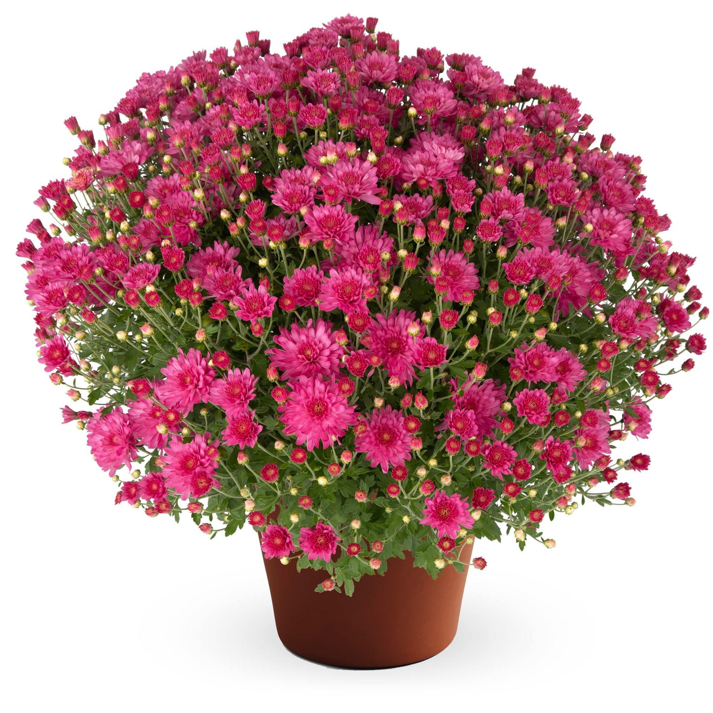 Mum Mix Pamela Mix Orange Pink Yellow - View 9 from www redcrocus com