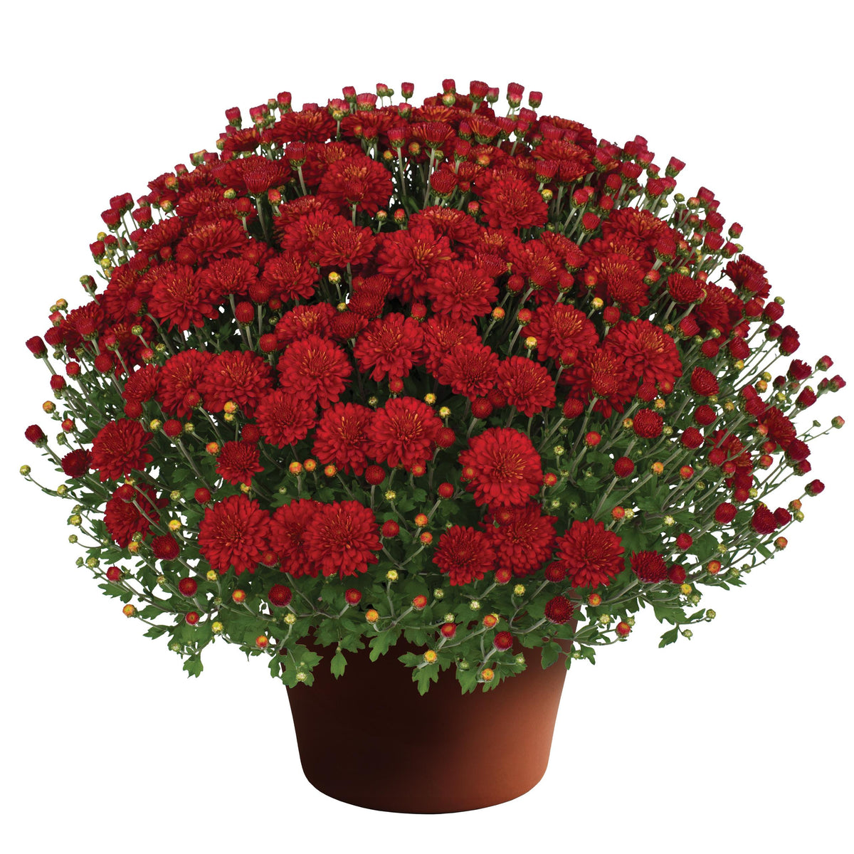 Mum Red Majesty Red - View 8 from www redcrocus com