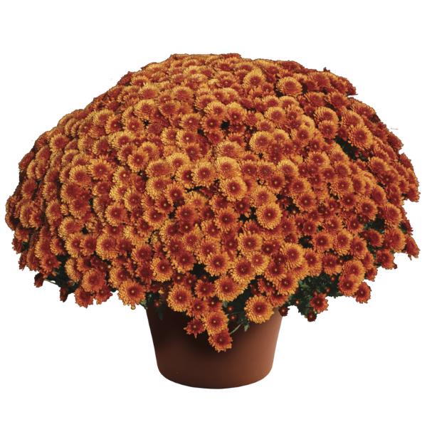 Mum, Bronze Beverly Dark Bronze - View 3 from www redcrocus com