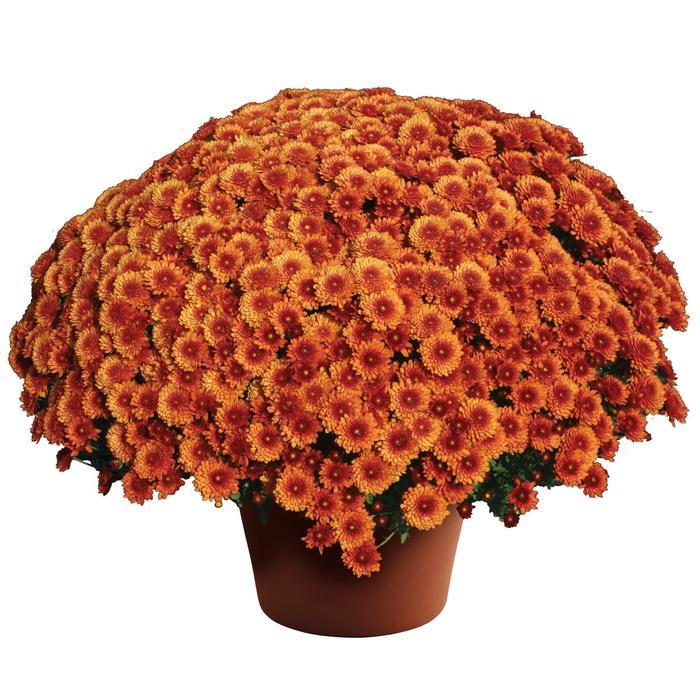 Mum, Bronze Beverly Dark Bronze - View 6 from www redcrocus com