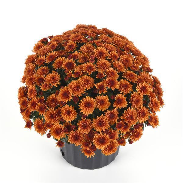 Mum, Bronze Beverly Dark Bronze - View 8 from www redcrocus com