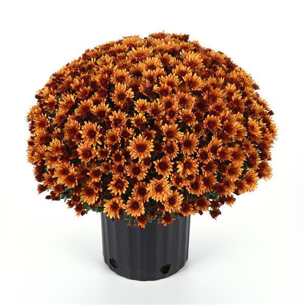 Hmptbronze Mum, Bronze - View 5 from www redcrocus com