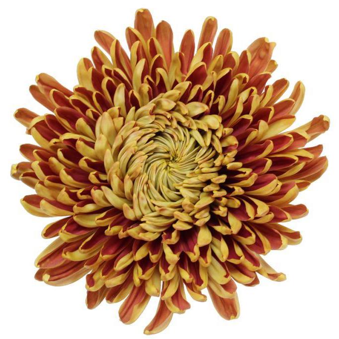 Hmptbronze Mum, Bronze - View 8 from www redcrocus com