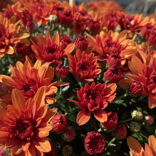 Hmptorange Mum, Orange - View 12 from www redcrocus com