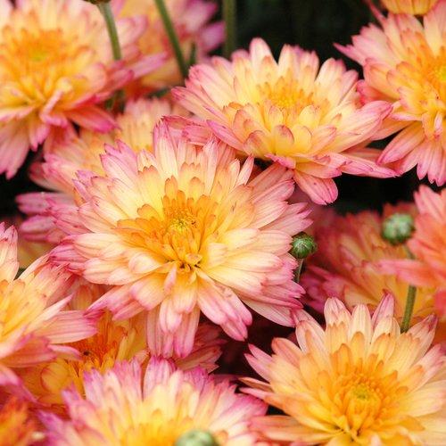 Hmptpink Mum, Pink - View 11 from www redcrocus com