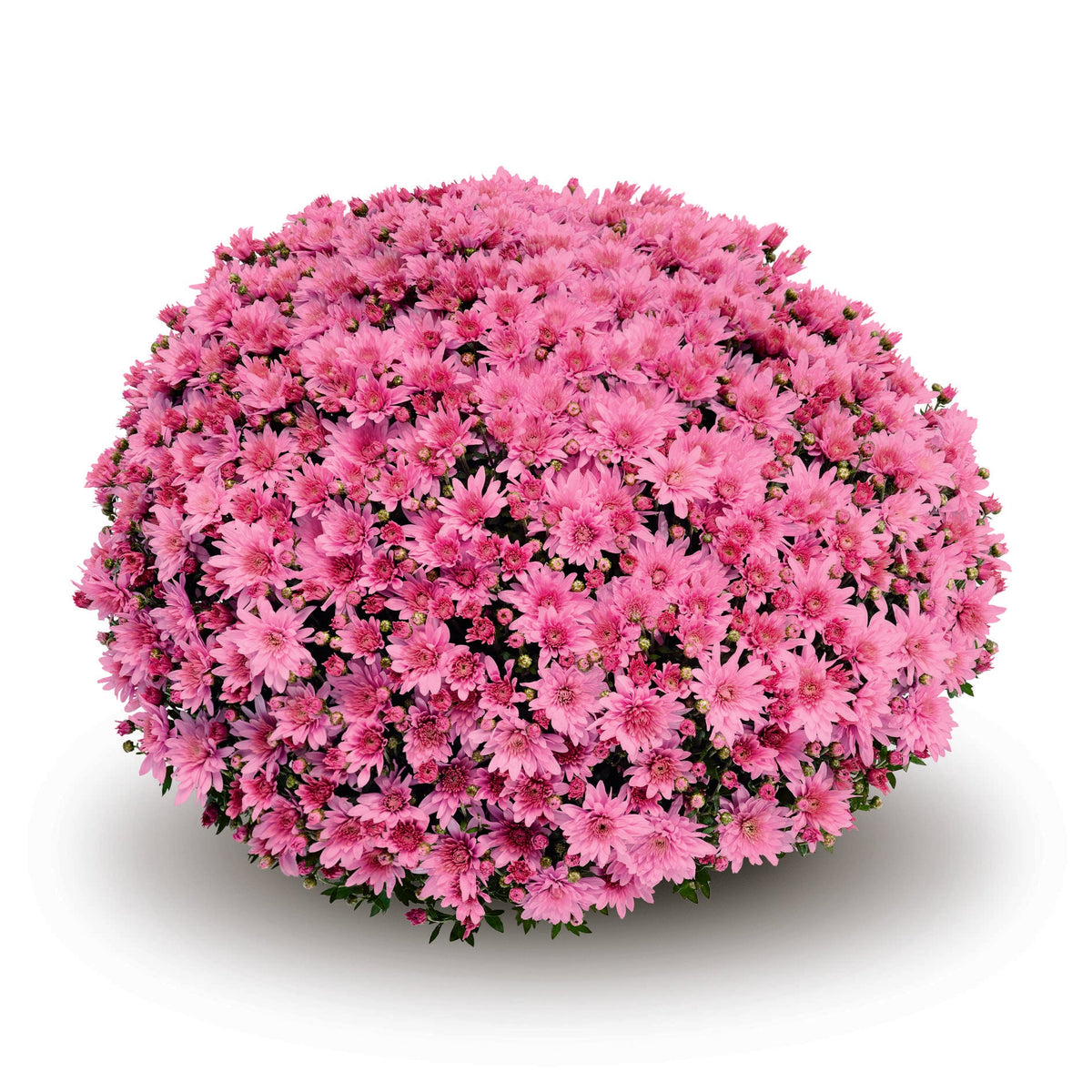 Hmptpink Mum, Pink - View 12 from www redcrocus com