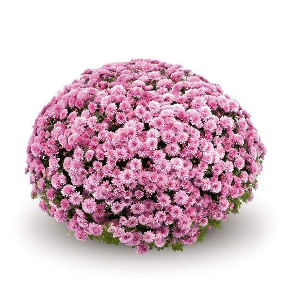 Hmptpink Mum, Pink - View 13 from www redcrocus com