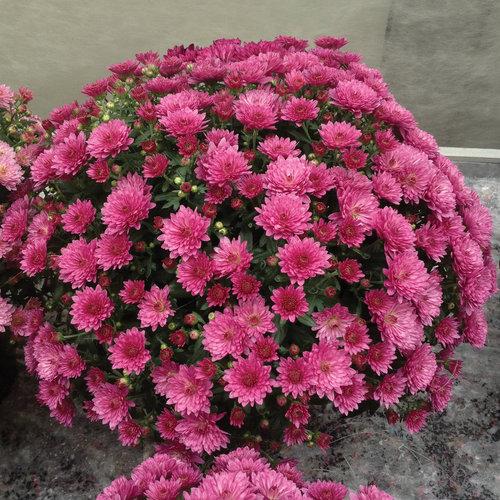 Hmptpink Mum, Pink - View 18 from www redcrocus com