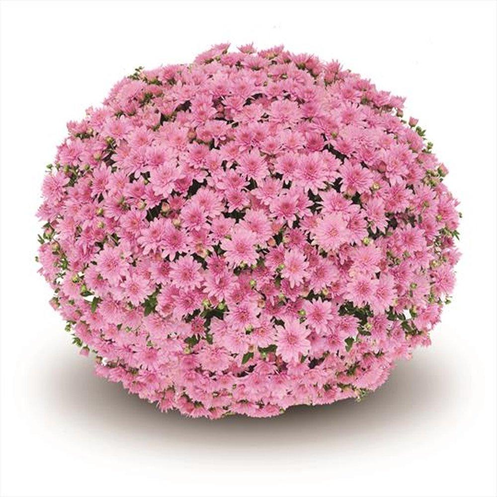 Hmptpink Mum, Pink - View 21 from www redcrocus com