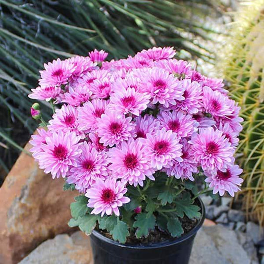 Hmptpink Mum, Pink - View 24 from www redcrocus com